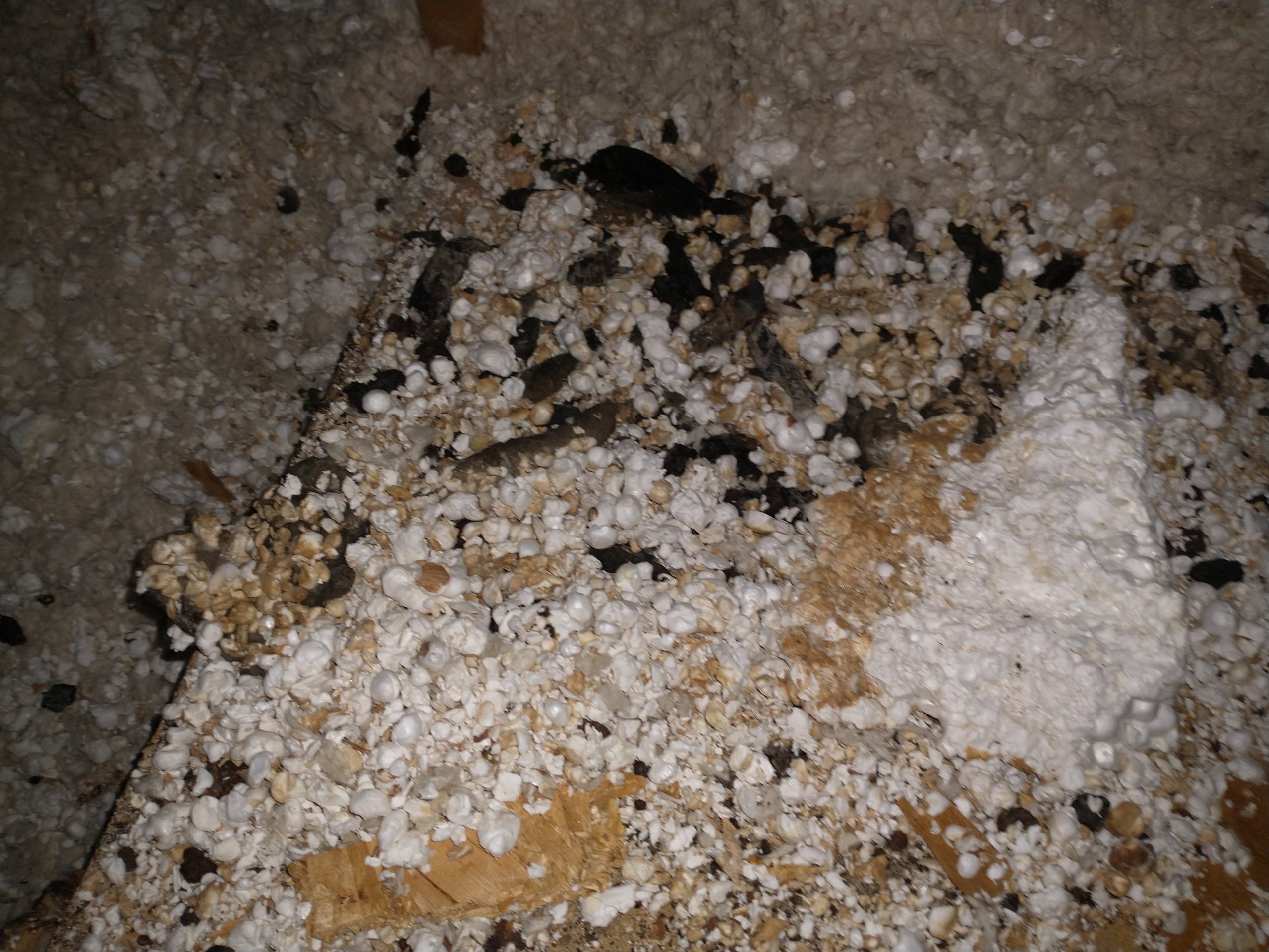 The inspection of the home's attic revealed raccoon feces
